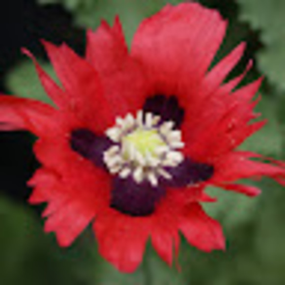 Meet your Posher, Ashley - Picture 1 of 1